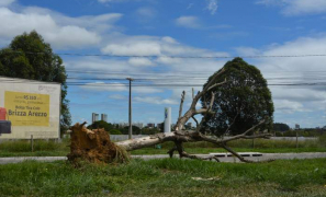 Meio Ambiente | árvore transplantada da antiga AABB não resite e tomba em Vitória da Conquista